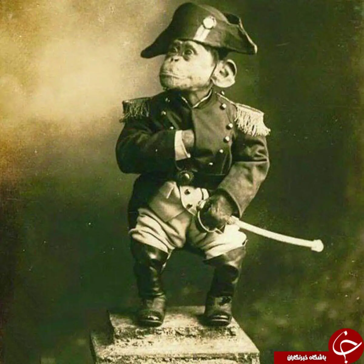 میمونی که در جنگ جهانی درخشید