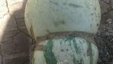 هندوانه دو رگه در جویبار