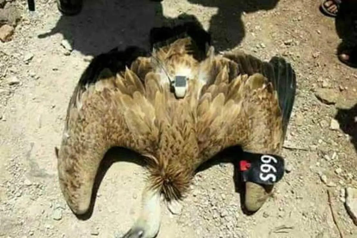 کرکس جاسوس بازداشت شد