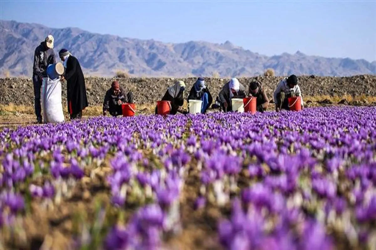 اوضاع وخیم زعفران ایرانی، نتیجه قاچاق و بی تفاوتی مسئولان!