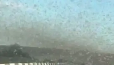 هجوم ناگهانی ملخها به جاده!