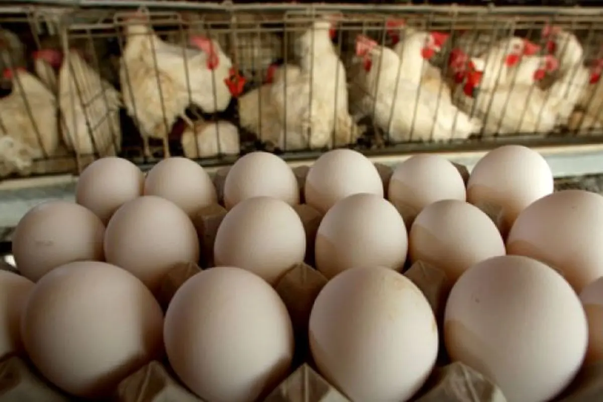 وضعیت نامناسب مرغ و تخم مرغ در کشور/ تخم مرغ از قفس پرید!