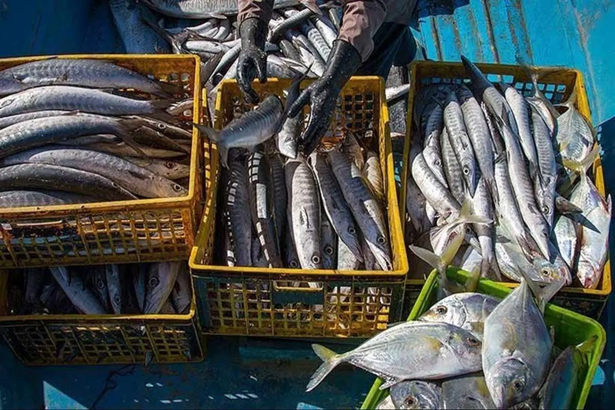 واردات صدای پرورش‌دهندگان ماهی را درآورد!