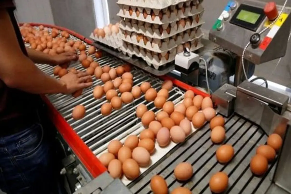 پخش تخم مرغهای سَمی هلندی به ۱۷ کشور جهان!