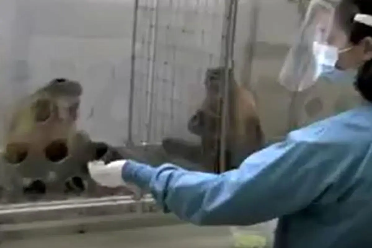 واکنش جالب میمون به تبعیض!