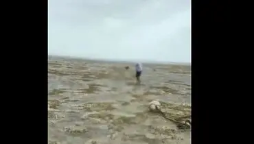 محو شدن آب اقیانوس در ساحل باهاما!