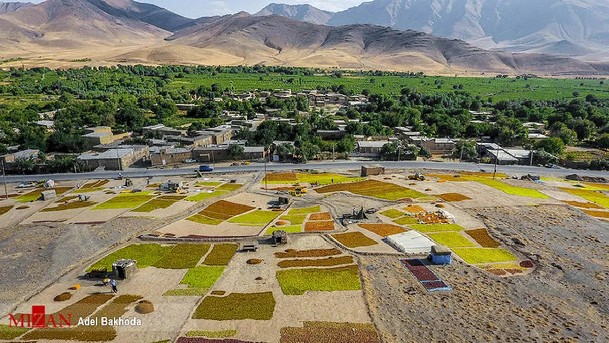 برداشت انگور در ملایر