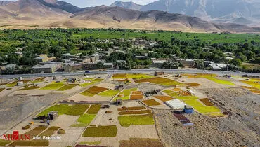 برداشت انگور در ملایر