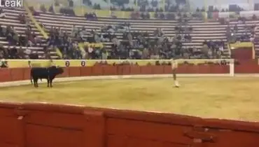 حمله گاو زخمی و مرگ ماتادور