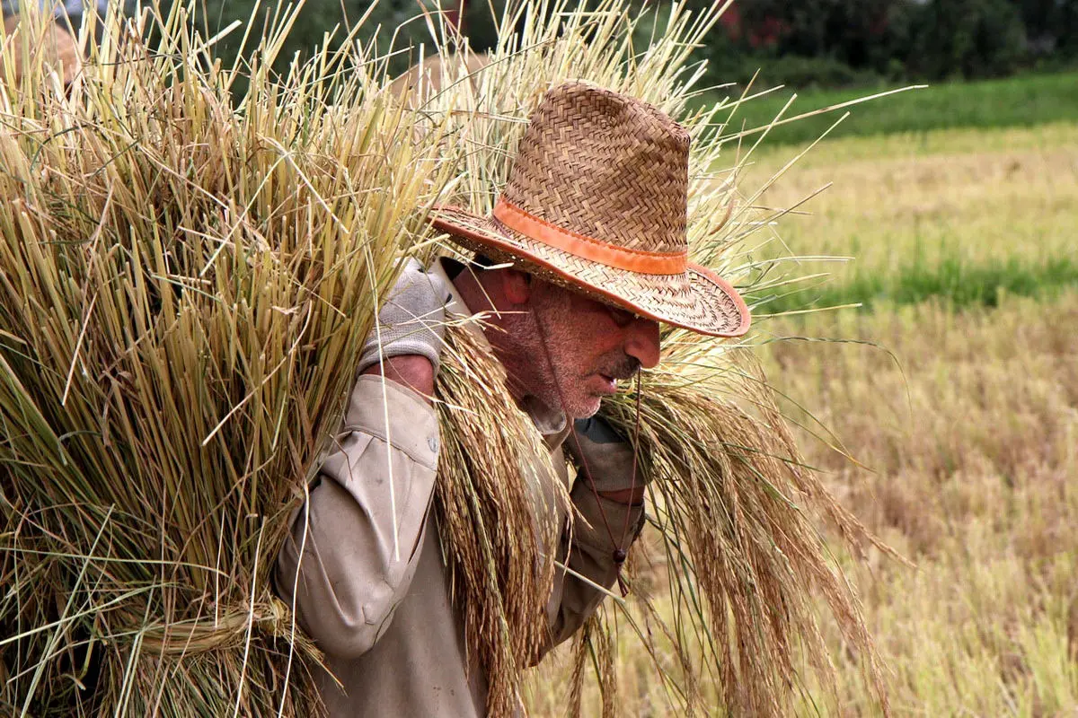 تهدید محصول برنج با از سرگیری واردات