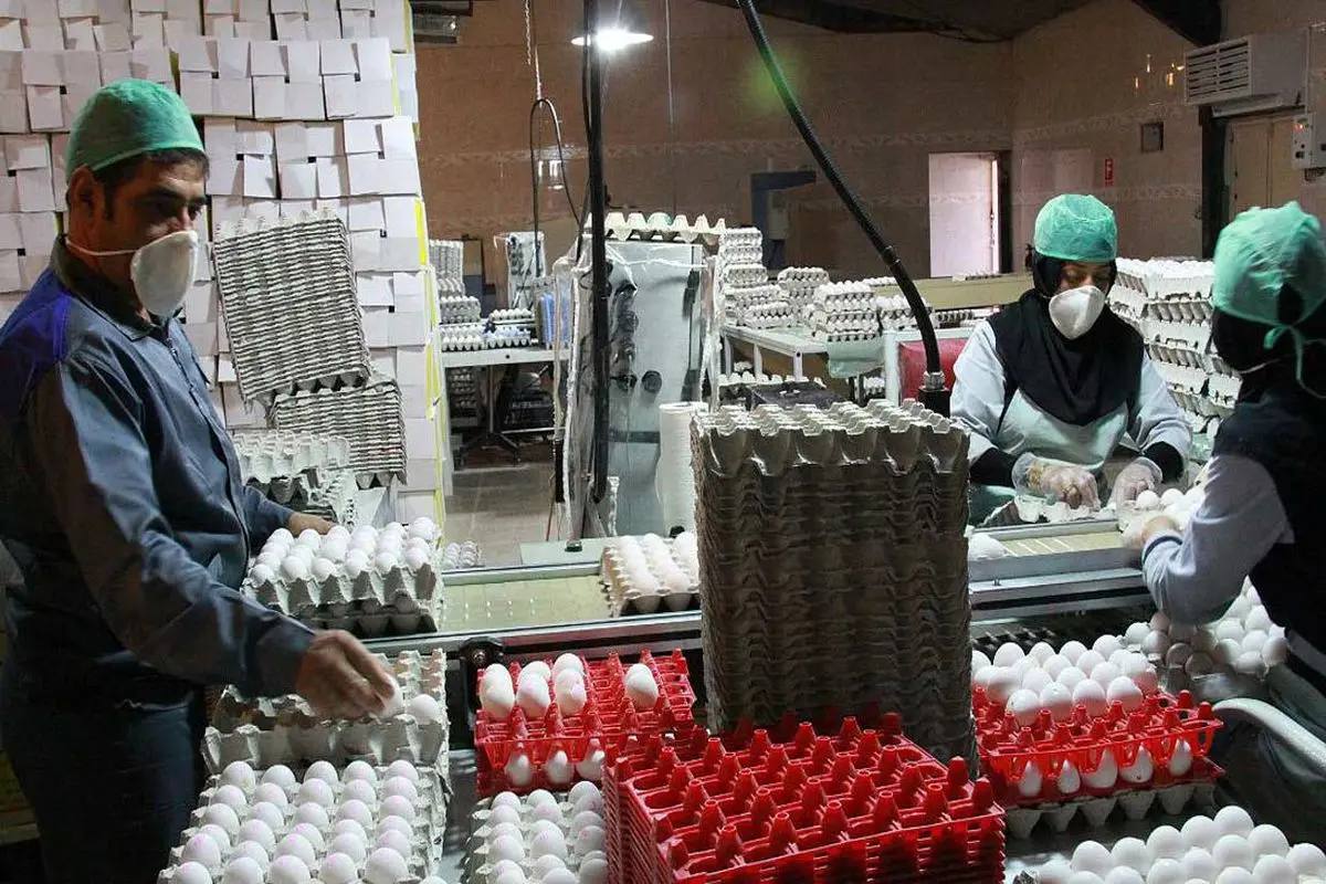 تولید حداکثری تخم مرغ با ناامیدی به صادرات