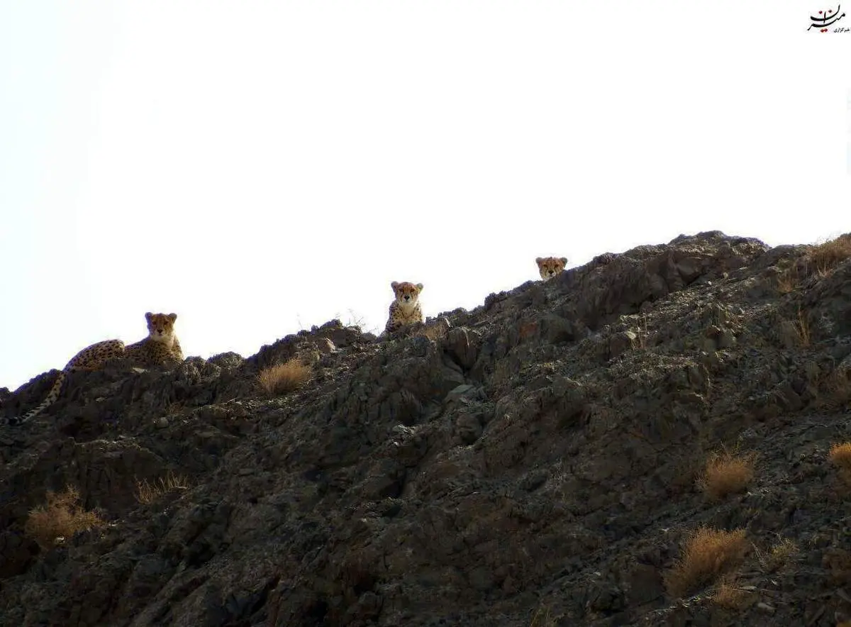 ثبت تصویری خاص از سه یوزپلنگ در توران
