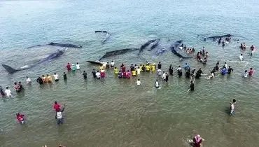 اقدام به خودکشی ۱۰ نهنگ عنبر در سواحل اندونزی