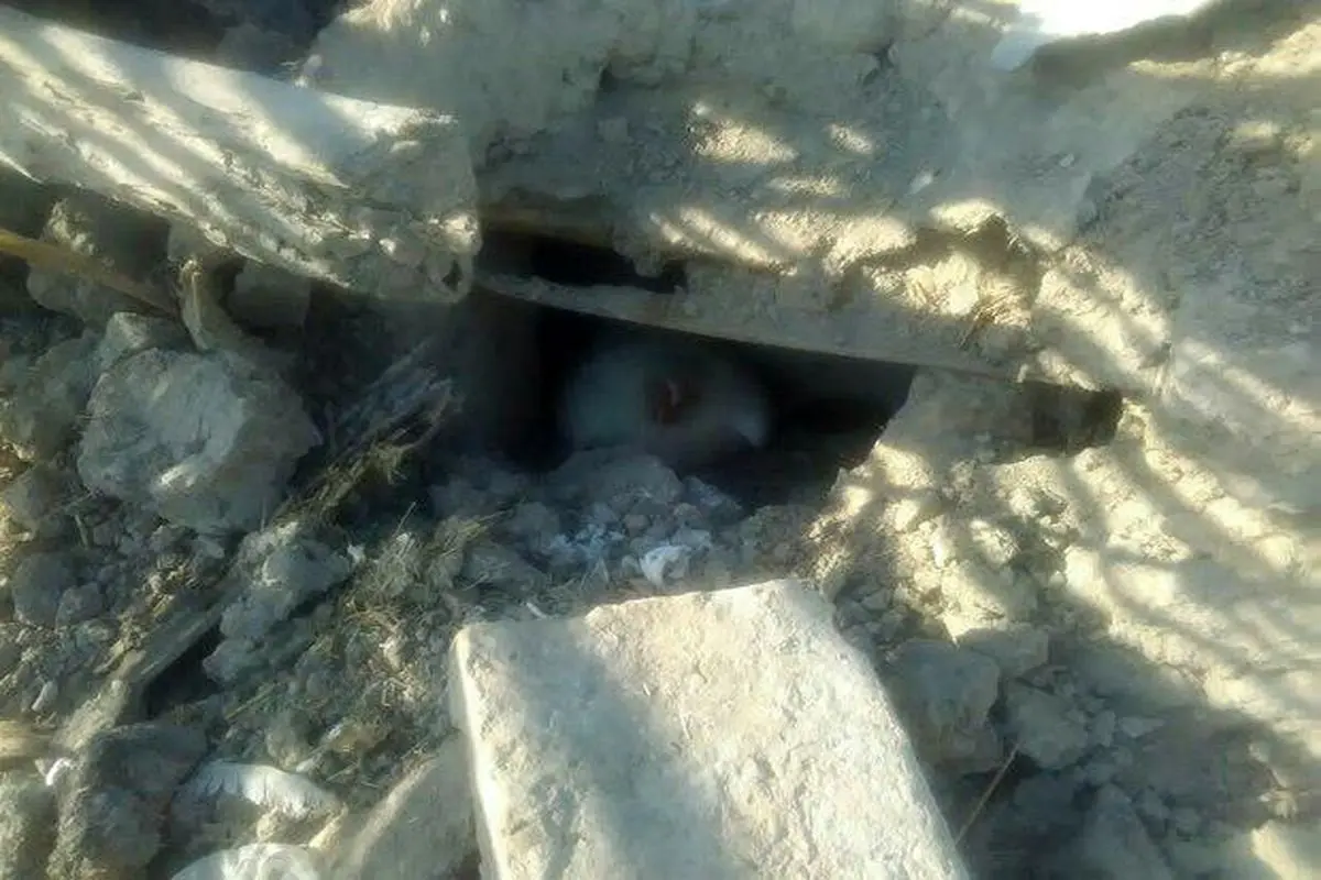 نجات یک مرغ مادر و جوجه هایش از زیر آوار