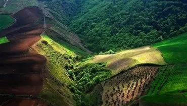 مشاهده ارزشمند پلنگ ایرانی در عمق جنگل‌های هیرکانی مازندران