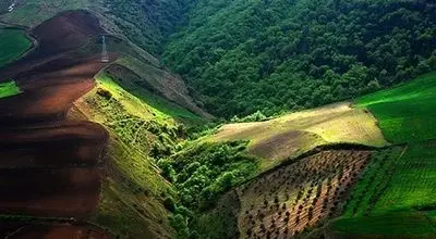 مشاهده ارزشمند پلنگ ایرانی در عمق جنگل‌های هیرکانی مازندران