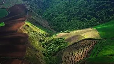 مشاهده ارزشمند پلنگ ایرانی در عمق جنگل‌های هیرکانی مازندران