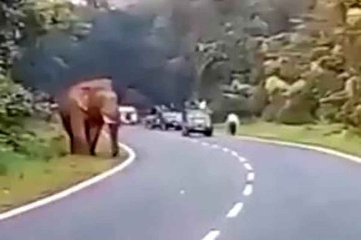 حمله مرگبار فیل خشمگین به شکارچی+فیلم