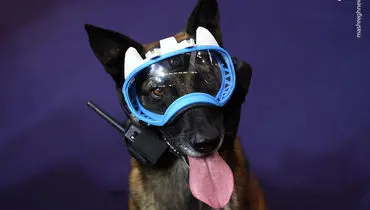 تجهیزات ویژه یک پلیس سگ!+عکس