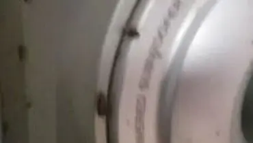 حمله وحشتناک سوسکها به خانه!