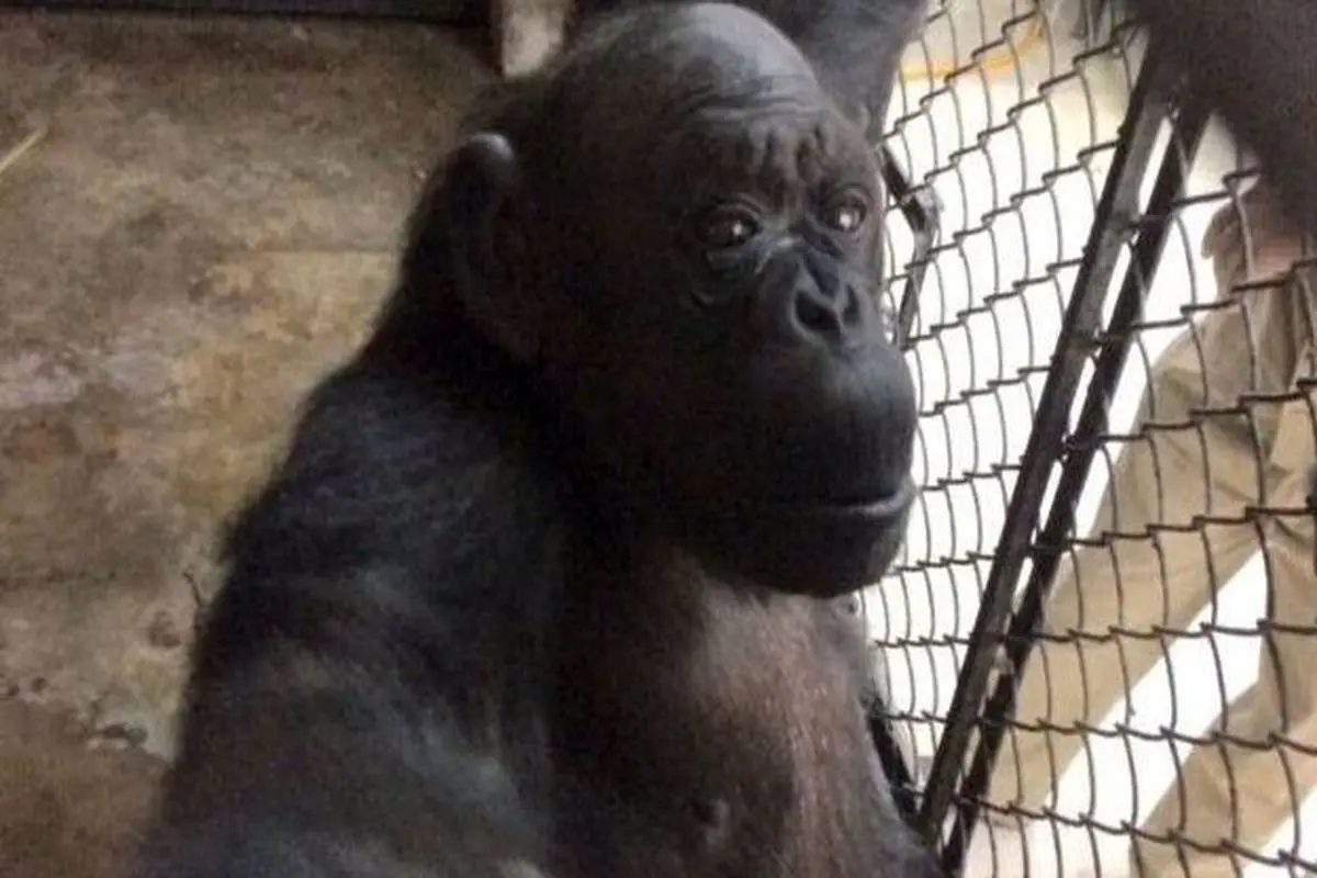 جشنی برای ۵۷ سالگی شامپانزه باغ‌وحش دهلی