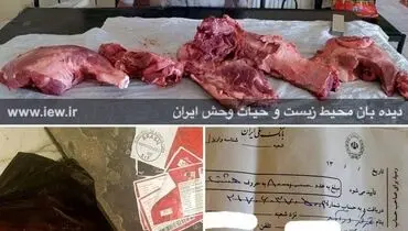 فروش گوشت گراز با لیبل گوشت گاو در سرپل ذهاب+عکس