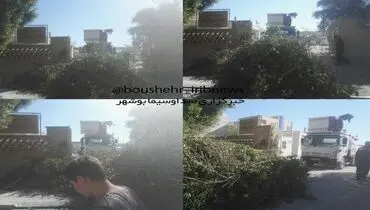 اتفاق عجیب در بوشهر +عکس