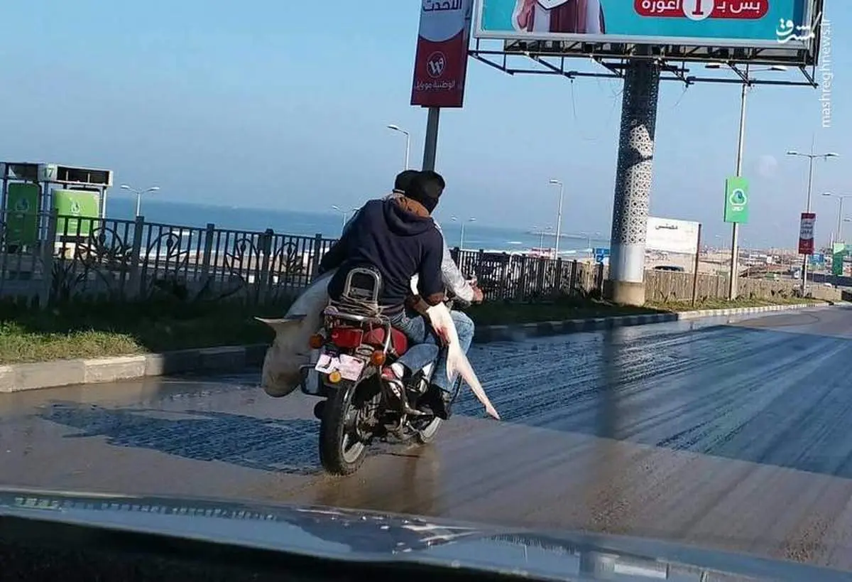 حمل کوسه با موتور +عکس