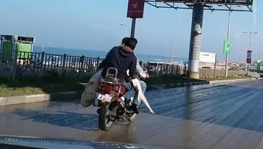 حمل کوسه با موتور +عکس