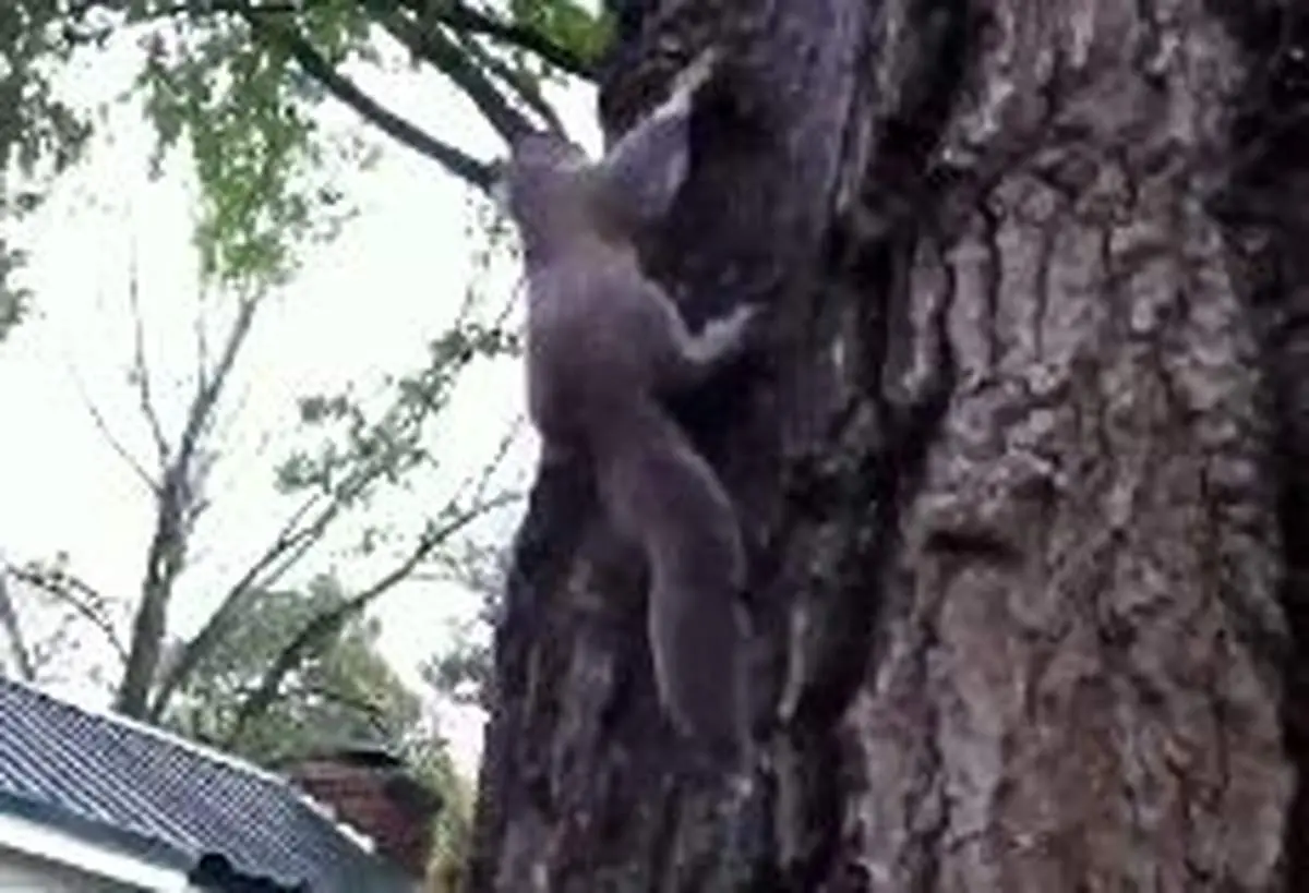 سنجاب تنبل و فرصت طلبی گربه تیز هوش!