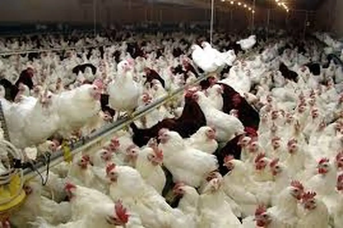 آنفلوانزای مرغی هنوز کنترل نشده است
