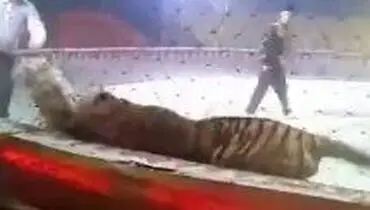 اسب گرفتار در دندان و چنگال ببر!