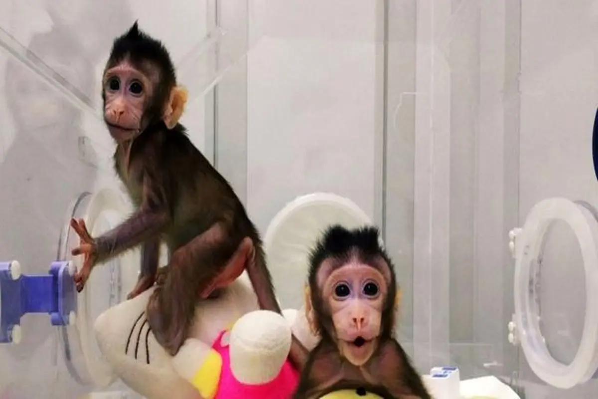 شبیه سازی موفقیت آمیز دو میمون در آزمایشگاه
