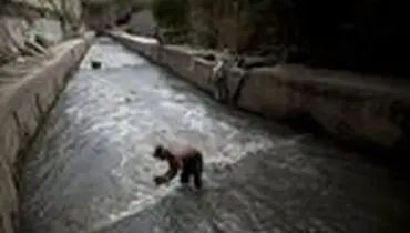 جستجو برای یافتن طلا در کانال فاضلاب