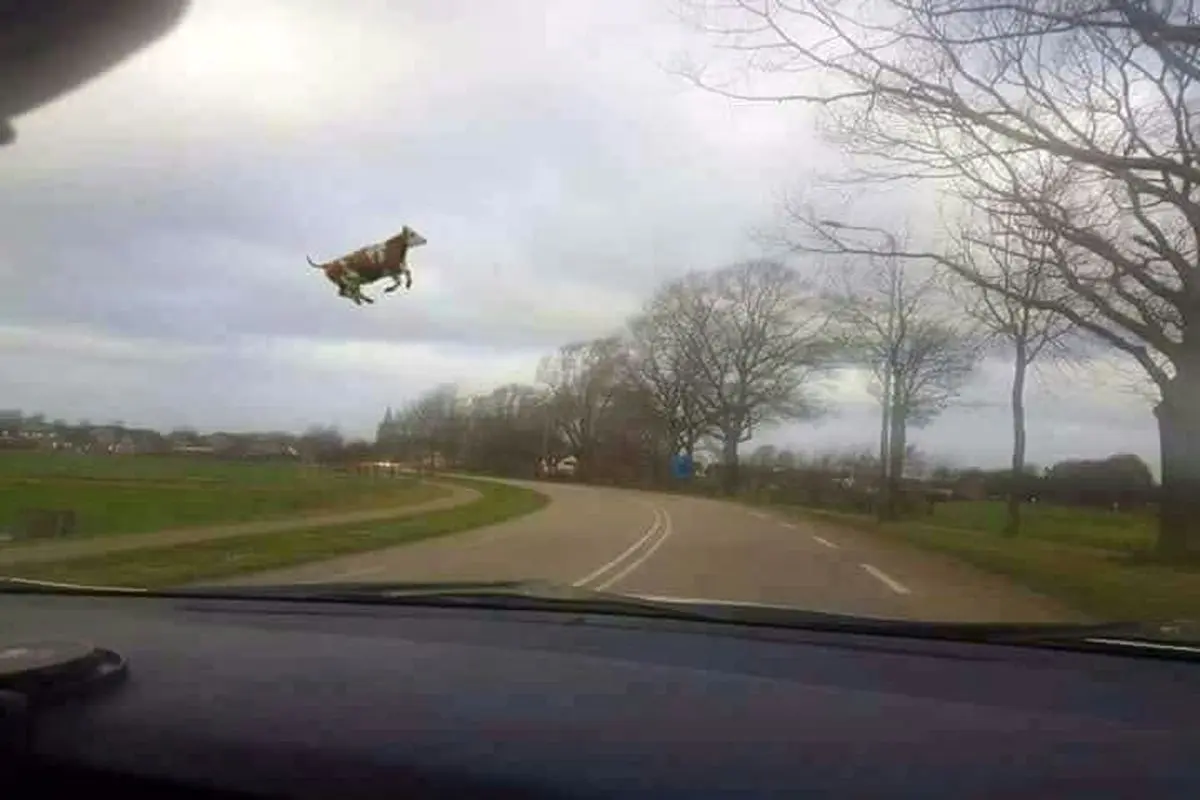 پرواز یک گاو بر اثر طوفان در آلمان +عکس