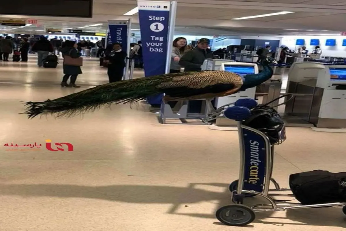 طاووس پریشان از سوار شدن به هواپیما منع شد