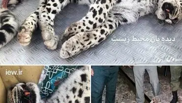 پلنگی که در تصادف با قطار تهران_مشهد جان باخت +عکس