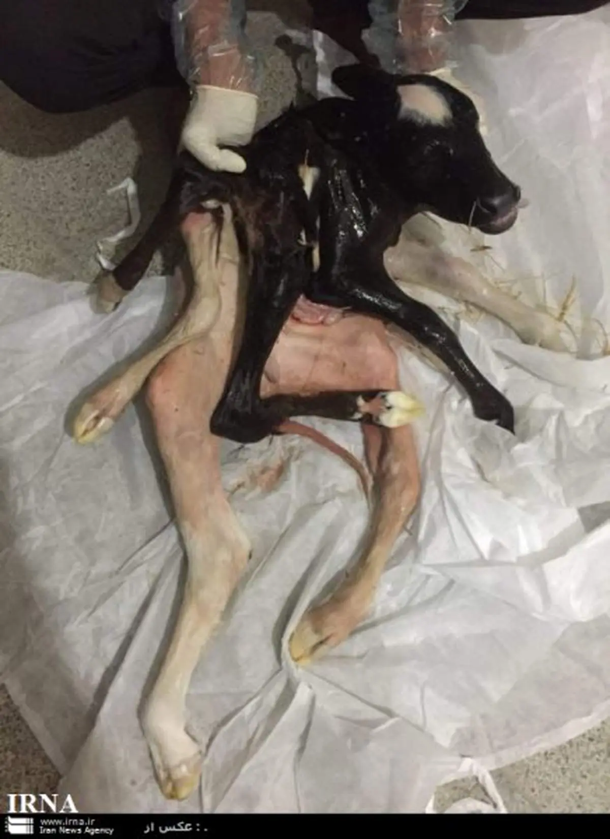 تولد گوساله ای با ۴ دست و ۳ پا +عکس