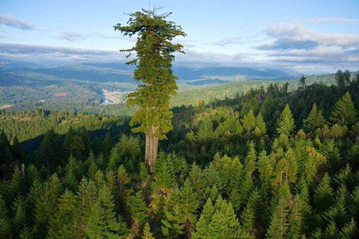 بلندترین درخت زمین ۱۱۵ متر ارتفاع دارد