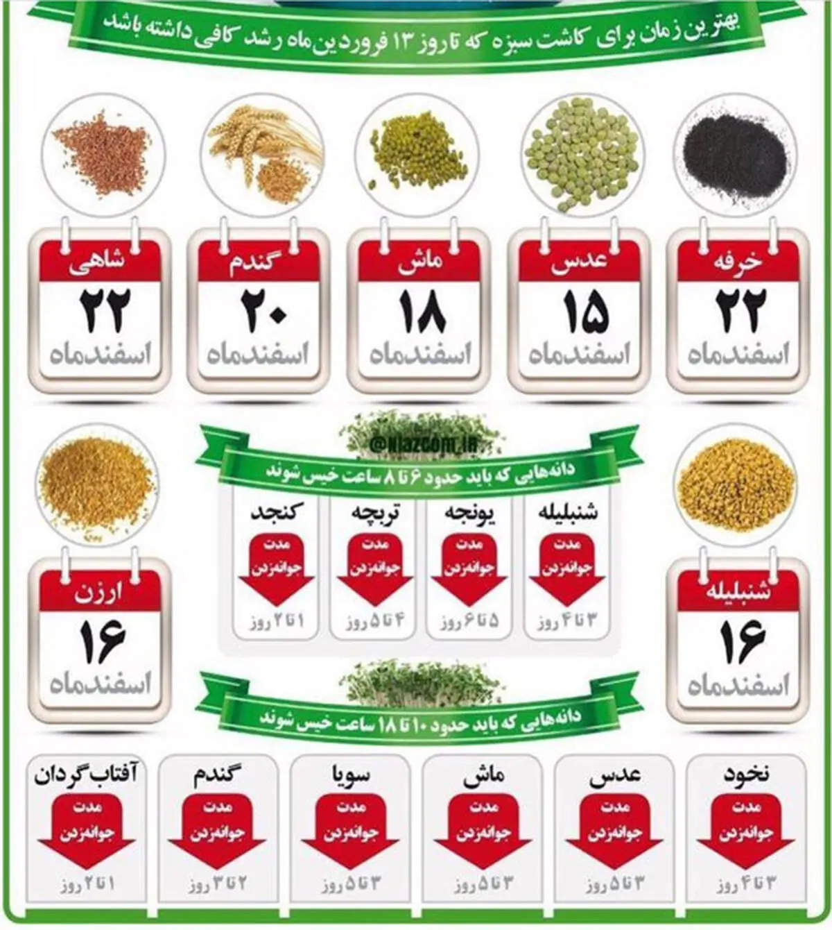 بهترین زمان برای کاشت سبزه عید