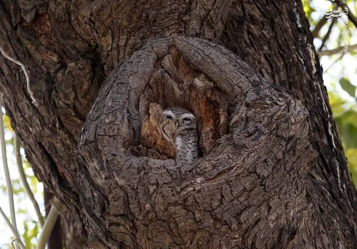 استتار جالب یک جغد +عکس