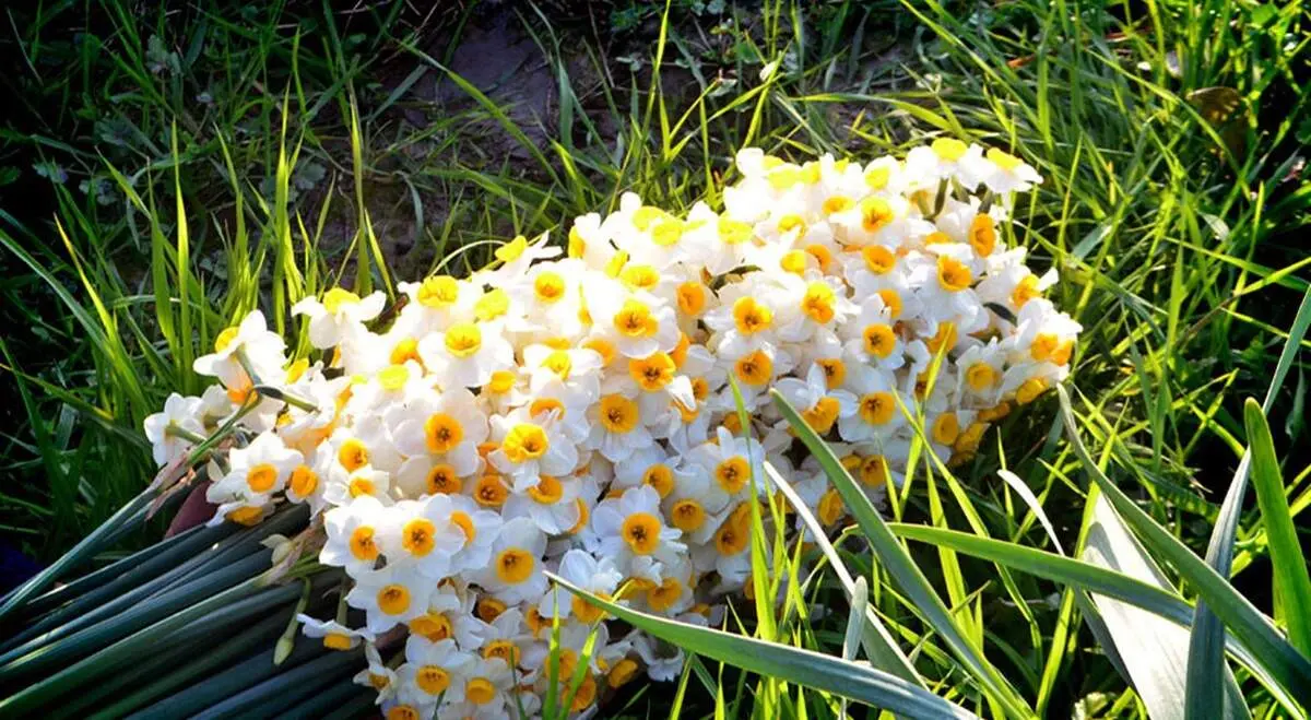 زخم کم شعوری و بی فرهنگی بر پیکره طبیعت!