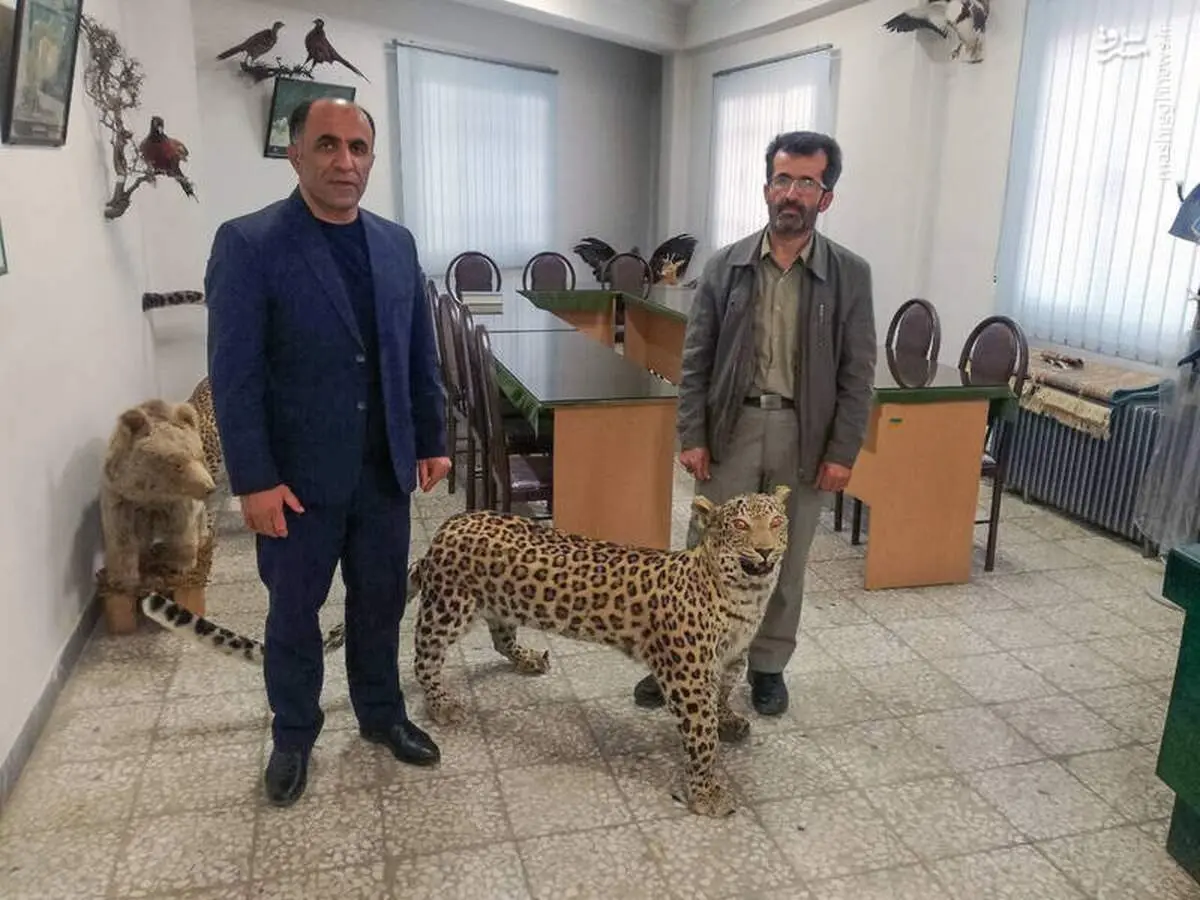 کشف پلنگ تاکسیدرمی‌شده +عکس