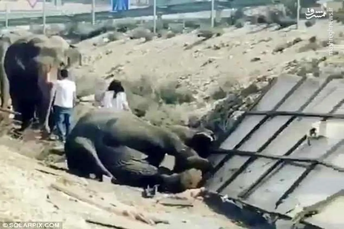 تصادف مرگبار کامیون فیل‌ها! +عکس