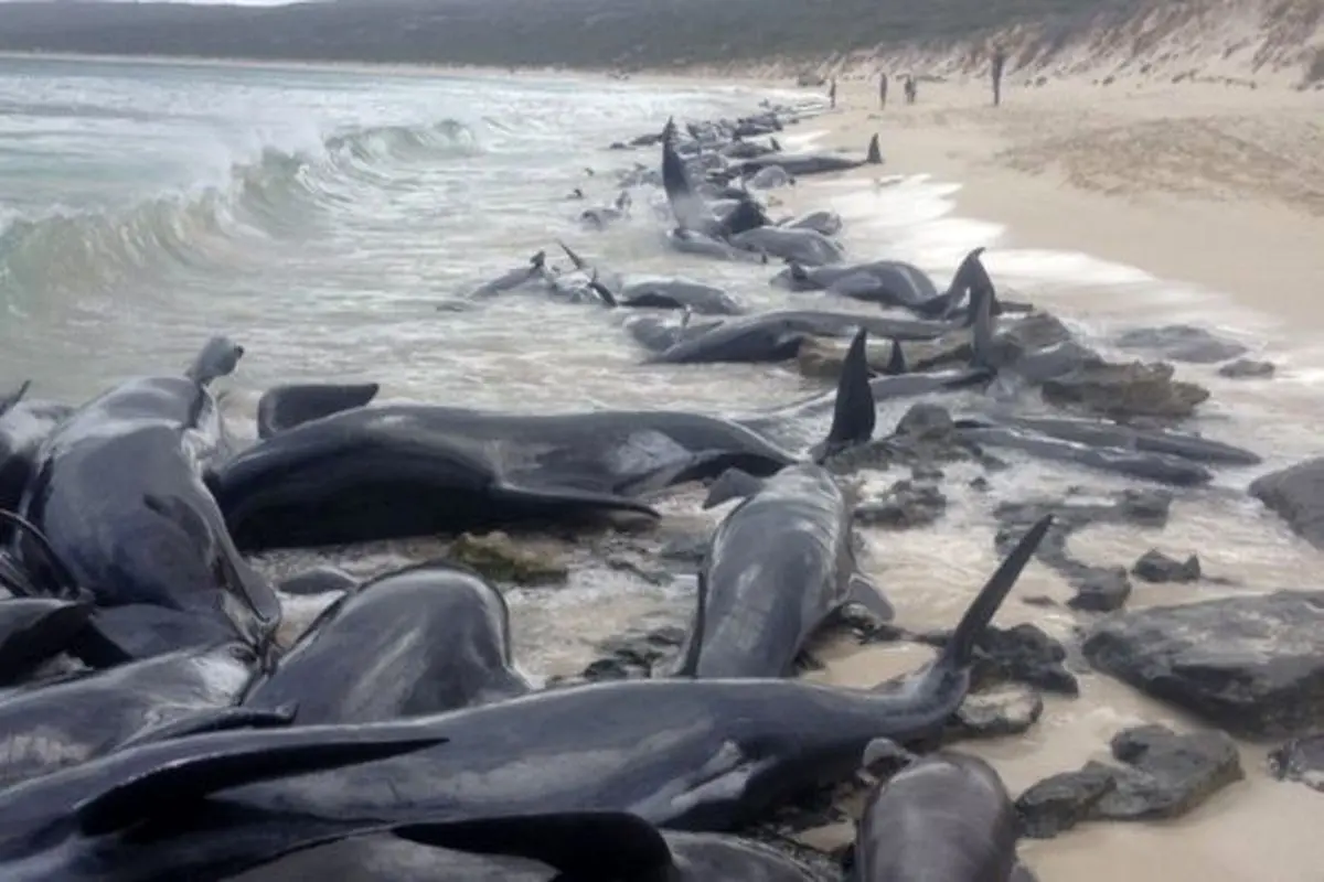 مرگ نهنگ ها در ساحل اسرالیا