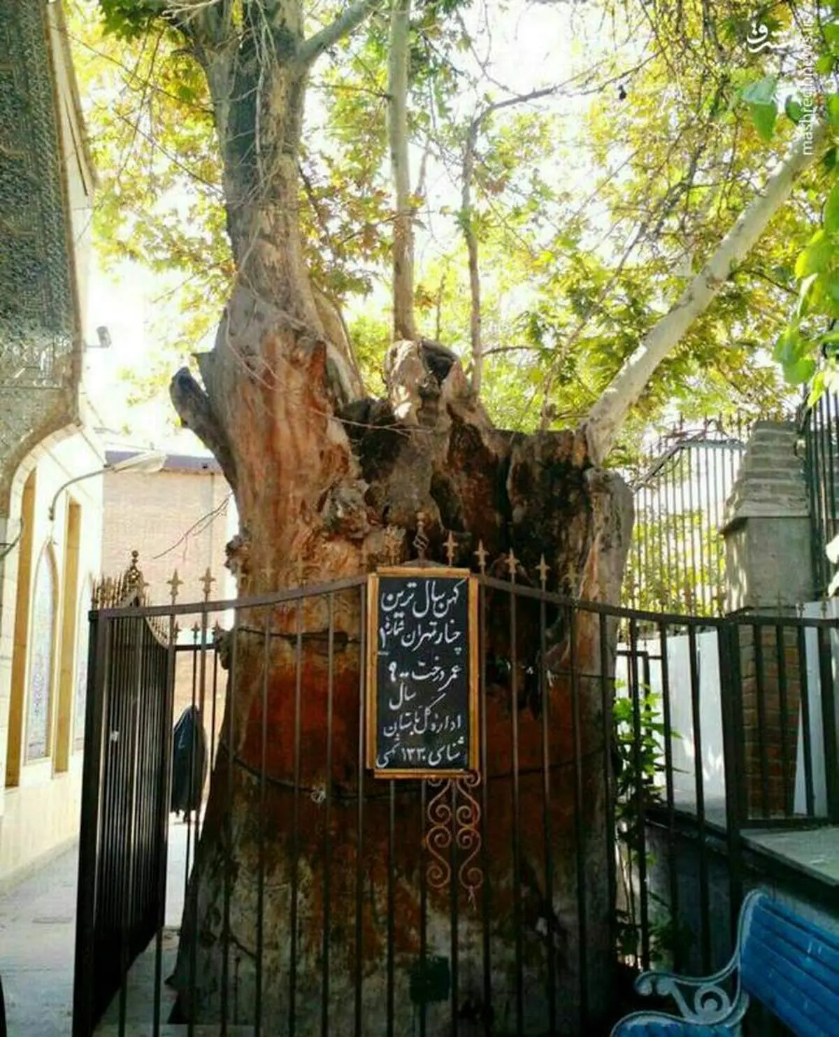 قدیمیترین موجود زنده تهران +عکس