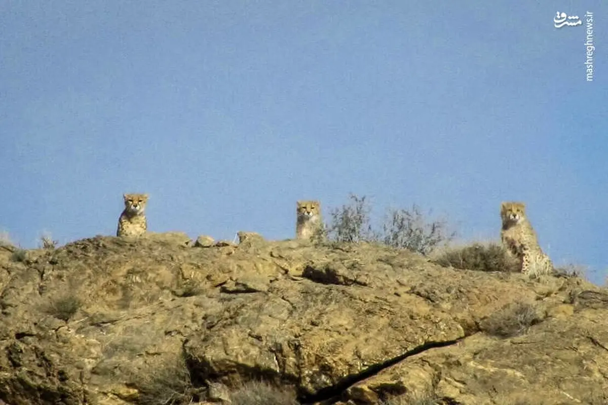 مشاهده ٣ یوزپلنگ در پارک ملی توران +عکس