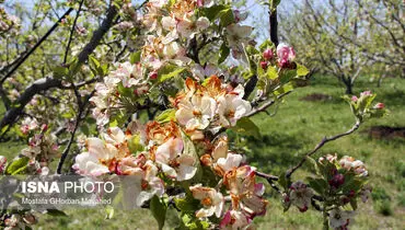 خسارات ناشی از سرمای اخیر به کشاورزان