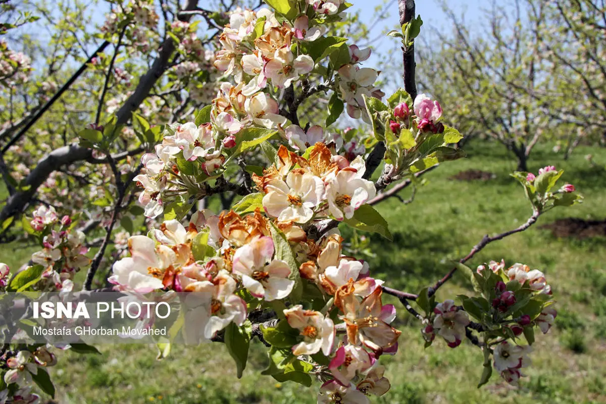 خسارات ناشی از سرمای اخیر به کشاورزان