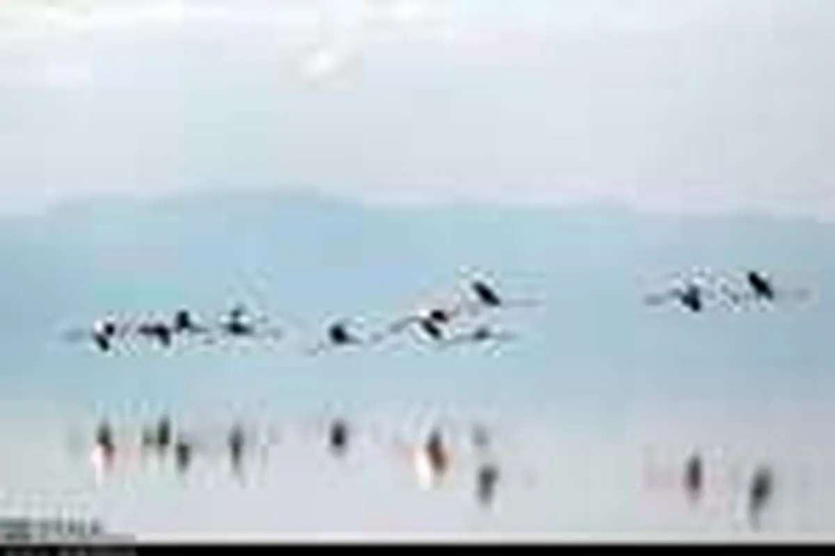 بازگشت فلامینگو‌ها به دریاچه ارومیه